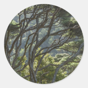 Adesivo Floresta de Árvores Manuka Nova Zelândia