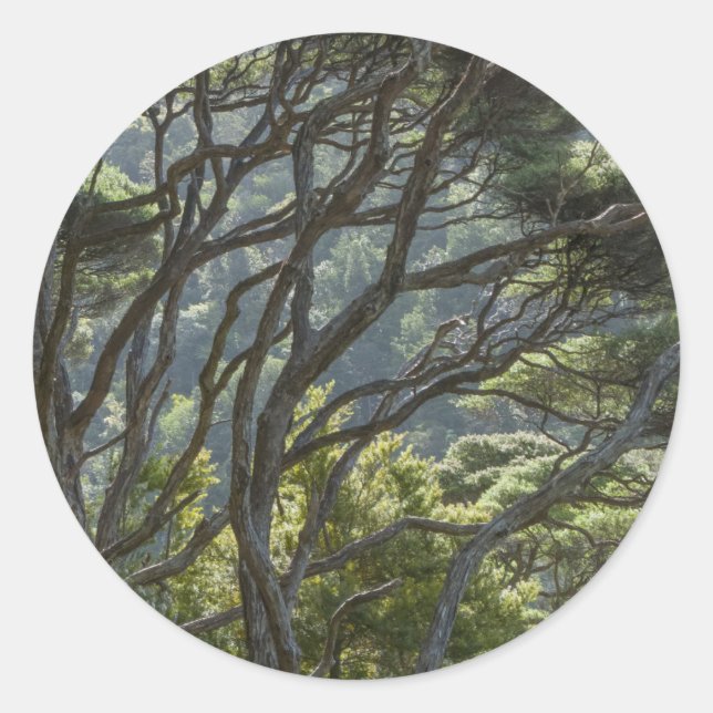 Adesivo Floresta de Árvores Manuka Nova Zelândia (Frente)