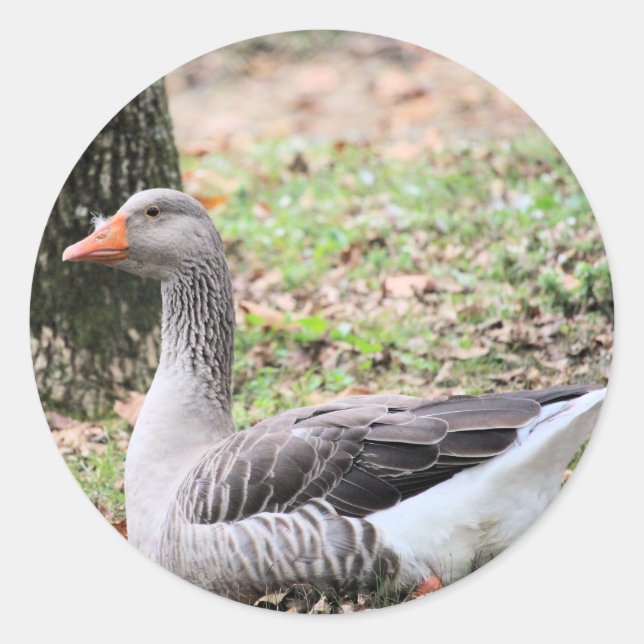 Adesivo Fluff (Frente)