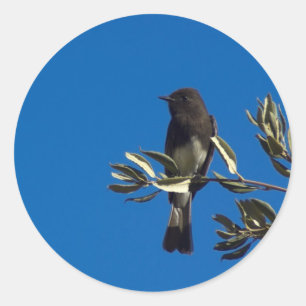 Adesivo Fly Catcher