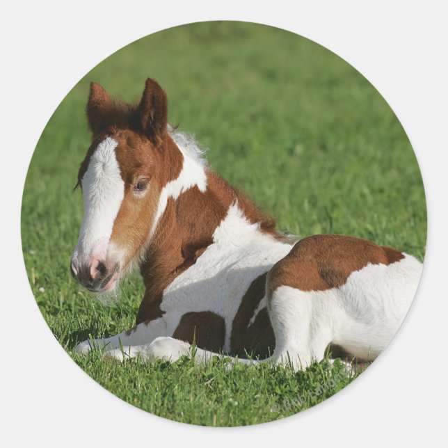 Adesivo Foal Lay em Grass (Frente)