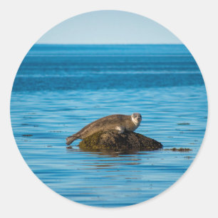 Adesivo Foca-do-Atlântico