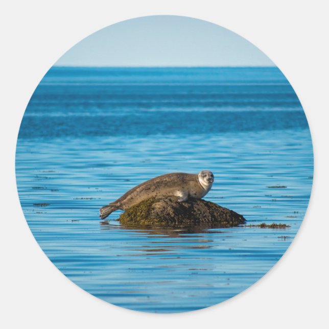 Adesivo Foca-do-Atlântico (Frente)