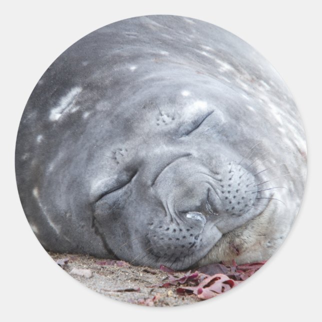 Adesivo Foca-elefante que dorme (Frente)