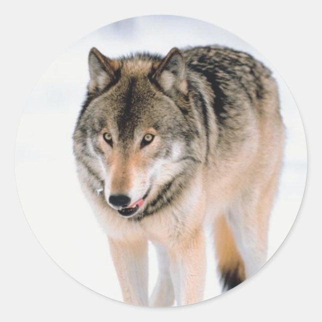 Adesivo Focas de Envelope de Natal (Frente)