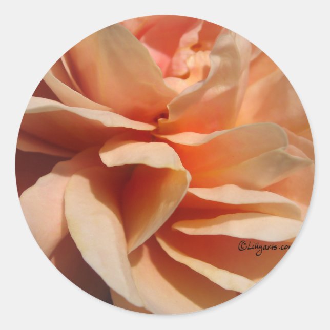 Adesivo Foco de Envelope de Rosa Coral (Frente)