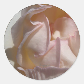 Adesivo Foco de Envelope Rosa de Petais Rosa