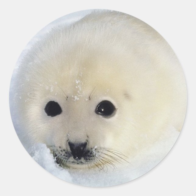 Adesivo Foffy Harp Seal Pup (Frente)