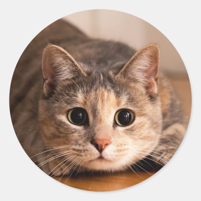 Adesivo Folha de Gato Reproduzível de Pentes (Frente)