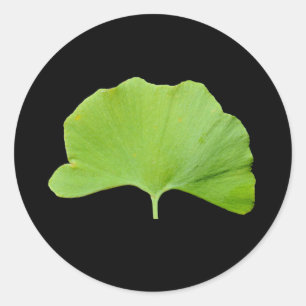 Adesivo Folha Ginkgo (Ginkgo biloba)