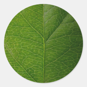 Adesivo Folha Verde