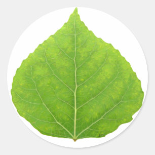 Adesivo Folha Verde Aspen nº 11