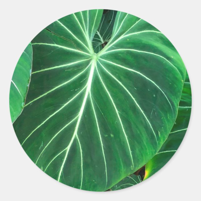 Adesivo Folhagem tropical de Palm Leaf foliage (Frente)