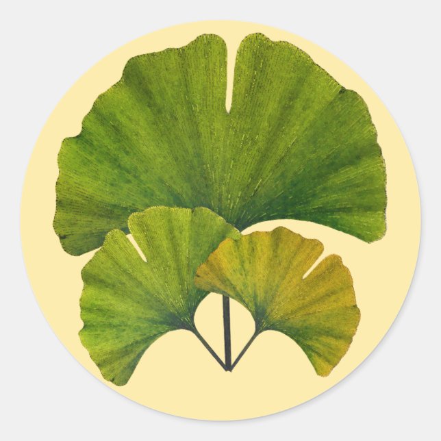 Adesivo Folhas de Ginkgo (Frente)