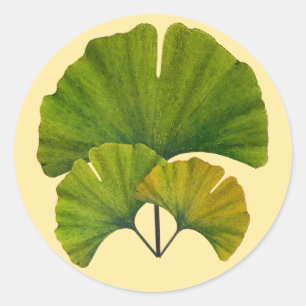 Adesivo Folhas de Ginkgo