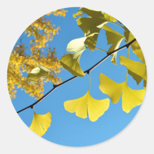 Adesivo Folhas de Ginkgo no Outono