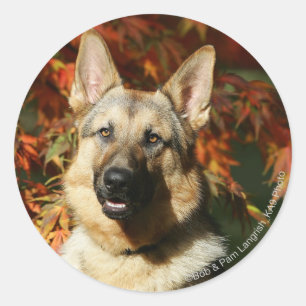 Adesivo Folhas de outono do german shepherd