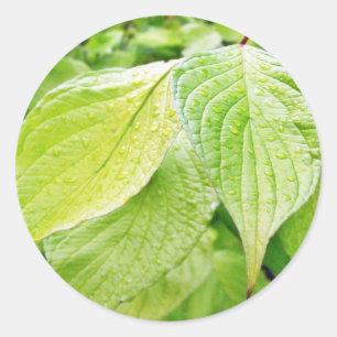 Adesivo Folhas do verde na árvore