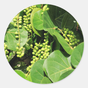 Adesivo Folhas e bagas da uva do mar