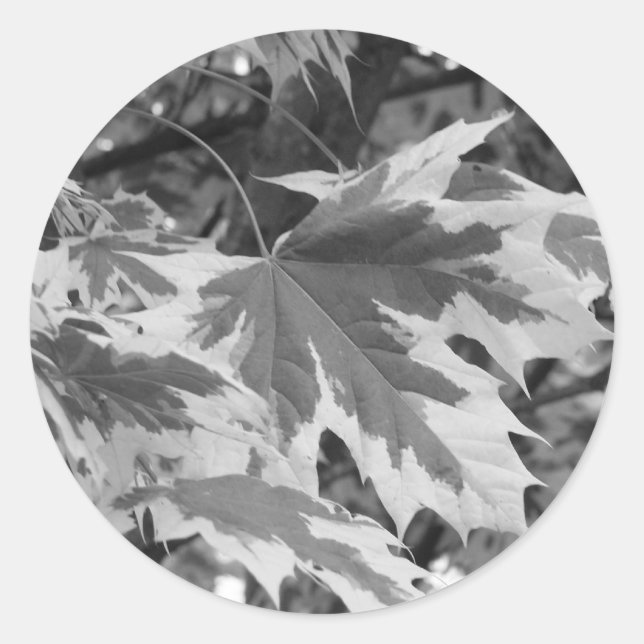 Adesivo Folhas em preto e branco (Frente)