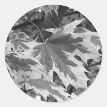 Folhas em preto e branco