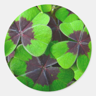 Adesivo Folhas Oxalis - Vermelhas e Verde