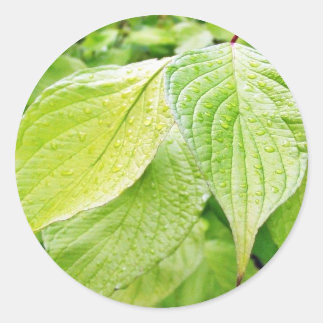 Adesivo Folhas verdes na árvore (Frente)