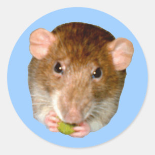 Adesivo Fome Rat Sticker