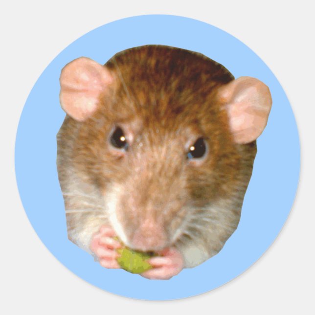 Adesivo Fome Rat Sticker (Frente)