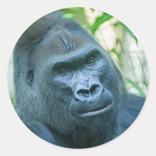 Adesivo Força Inabalável Silverback Gorilla Kito (Frente)