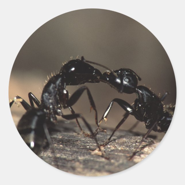 Adesivo formigas (Frente)