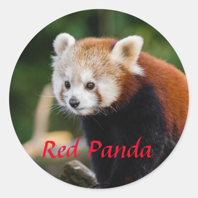 Adesivo Foto Adorável de Panda Vermelho (Frente)