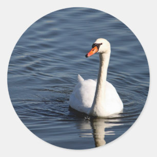 Adesivo Foto bonito de Swan Branco