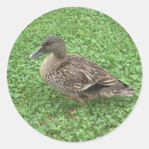 Adesivo Foto da fêmea do pato do pato selvagem
