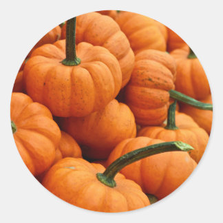 Adesivo Foto da Mini Fall Pumpkin