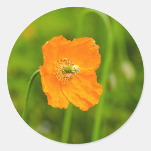 Adesivo Foto da Natureza da Flor de Papoula Laranja no Ver