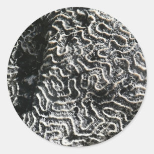 Adesivo Foto da natureza do Abstrato Black and White Coral