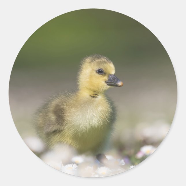 Adesivo Foto da Natureza Gosling Cute (Frente)