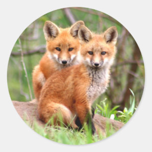 Adesivo Foto de adoráveis kits de raposa vermelha sentados