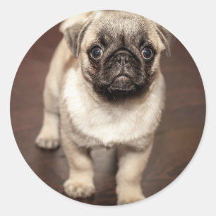 Adesivo Foto de cachorrinho Pug fofo