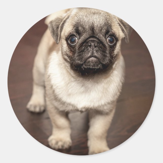 Adesivo Foto de cachorrinho Pug fofo (Frente)