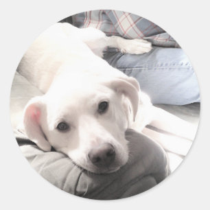 Adesivo Foto de Cachorro Branco Cansado e Fofo Com o Melho