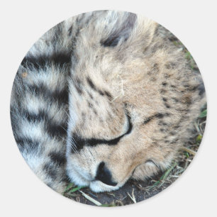 Adesivo Foto de Cub da chita do sono