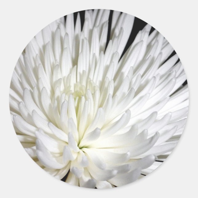 Adesivo Foto de Flores Mães Brancas de Chrysanthemum (Frente)