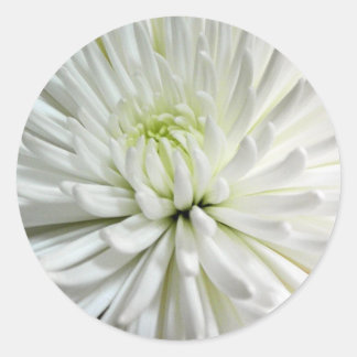 Adesivo Foto de Flores Mães Brancas de Chrysanthemum