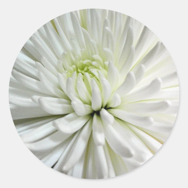 Adesivo Foto de Flores Mães Brancas de Chrysanthemum (Frente)