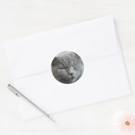 Adesivo Foto de Gato de Gato de Cinza Cute Personalizada
