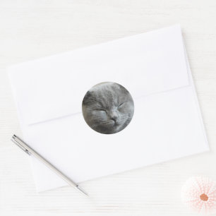 Adesivo Foto de Gato de Gato de Cinza Cute Personalizada