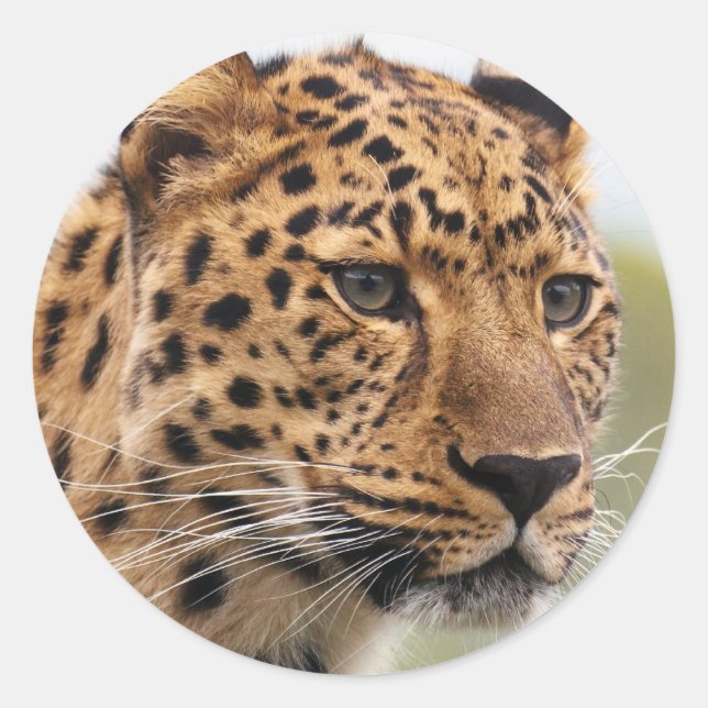 Adesivo Foto de Leopard (Frente)