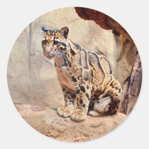Adesivo foto de leopardo nebuloso na natureza